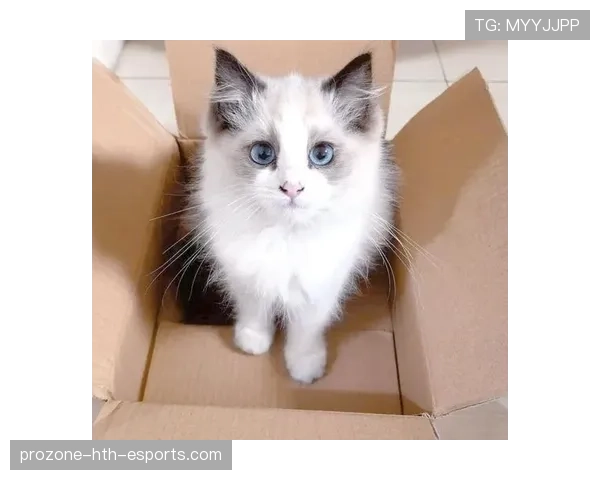 [选手名]新宠：他的小猫成了队里的吉祥物，太治愈了